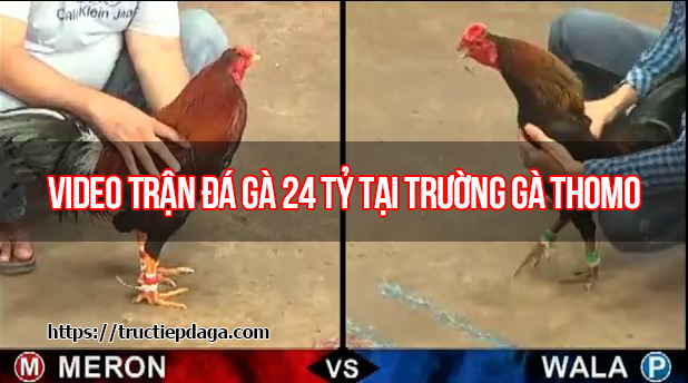 Video Trận đá gà 24 tỷ